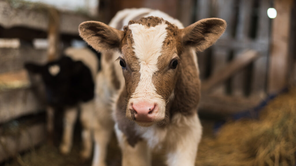 Young calf standing in a barn